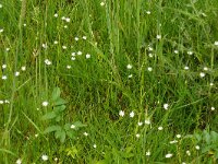 Stellaria graminea 27, Grasmuur, Saxifraga-Hans Grotenhuis