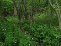 Stellaria holostea 25, Grote muur, Saxifraga-Hans Boll