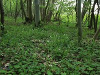 Stellaria holostea 41, Grote muur, Saxifraga-Hans Boll