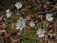 Stellaria holostea 53, Grote muur, Saxifraga-Ed Stikvoort