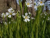 Stellaria holostea 54, Grote muur, Saxifraga-Ed Stikvoort