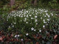 Stellaria holostea 55, Grote muur, Saxifraga-Ed Stikvoort