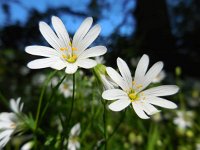 Stellaria holostea 56, Grote muur, Saxifraga-Ed Stikvoort