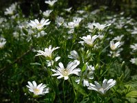 Stellaria holostea 57, Grote muur, Saxifraga-Ed Stikvoort