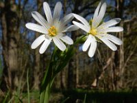 Stellaria holostea 58, Grote muur, Saxifraga-Ed Stikvoort