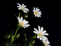 Stellaria holostea 59, Grote muur, Saxifraga-Ed Stikvoort