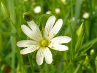 Stellaria holostea 62, Frote muur, Saxifraga-Hans Grotenhuis