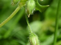 Stellaria media 25, Vogelmuur, Saxifraga-Sonja Bouwman