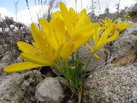 Sternbergia lutea 18, Saxifraga-Ed Stikvoort