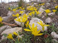 Sternbergia lutea 20, Saxifraga-Ed Stikvoort