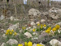 Sternbergia lutea 21, Saxifraga-Ed Stikvoort