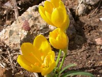 Sternbergia lutea 24, Saxifraga-Ed Stikvoort