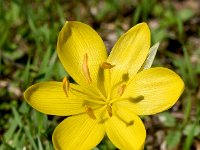 Sternbergia lutea 27, Saxifraga-Sonja Bouwman  Herfstnarcis - Sternbergia lutea - Amaryllidaceae familie; Skinaria (Zakynthos)