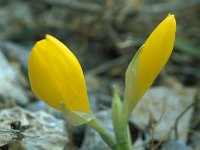 Sternbergia lutea 29, Saxifraga-Jan van der Straaten