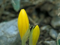 Sternbergia lutea 30, Saxifraga-Jan van der Straaten