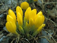 Sternbergia lutea 33, Saxifraga-Jan van der Straaten