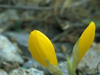 Sternbergia lutea 35, Saxifraga-Jan van der Straaten