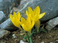 Sternbergia lutea 40, Saxifraga-Jan van der Straaten