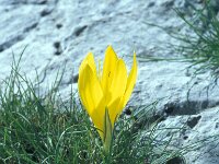 Sternbergia lutea 44, Saxifraga-Jan van der Straaten