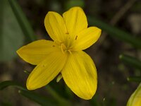 Sternbergia lutea 45, Saxifraga-Jan Nijendijk