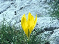 Sternbergia lutea 45, Saxifraga-Jan van der Straaten