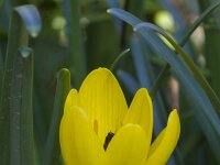 Sternbergia lutea 47, Saxifraga-Jan Nijendijk