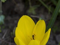 Sternbergia lutea 48, Saxifraga-Jan Nijendijk