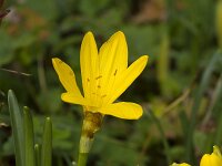 Sternbergia lutea 49, Saxifraga-Jan Nijendijk