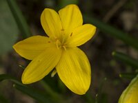 Sternbergia lutea 50, Saxifraga-Jan Nijendijk
