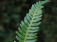 Struthiopteris spicant, Hard Fern