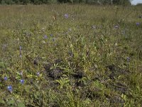 Succisa pratensis 54, Blauwe knoop, Saxifraga-Willem van Kruijsbergen