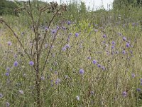 Succisa pratensis 61, Blauwe knoop, Saxifraga-Willem van Kruijsbergen (2)