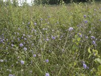 Succisa pratensis 62, Blauwe knoop, Saxifraga-Willem van Kruijsbergen