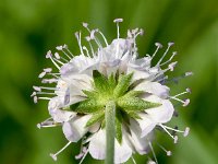 Succisella petteri 2, Saxifraga-Sonja Bouwman  Succisella petteri - Caprifoliaceae familie