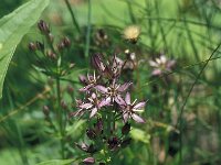 Swertia perennis 10, Saxifraga-Jan van der Straaten