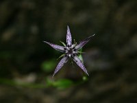 Swertia perennis 3, Saxifraga-Dirk Hilbers