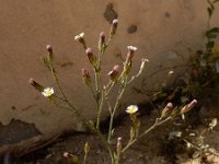 Symphyotrichum subulatum