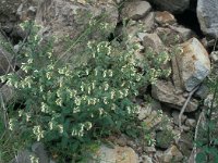 Symphytum anatolicum 2, Saxifraga-Jan van der Straaten