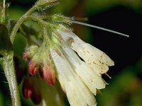 Symphytum grandiflorum 8, Kruipende smeerwortel, Saxifraga-Sonja Bouwman  995. Kruipende smeerwortel - Symphytum grandiflorum - Boraginaceae familie (zw) Nieuwegein