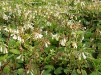 Symphytum ibericum 5, Kruipende smeerwortel, Saxifraga-Ed Stikvoort