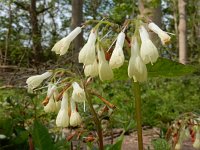 Symphytum ibericum 6, Kruipende smeerwortel, Saxifraga-Ed Stikvoort