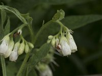 Symphytum officinale 32, Gewone smeerwortel, Saxifraga-Willem van Kruijsbergen