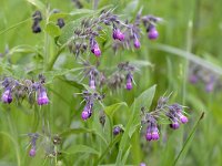 Symphytum officinale 37, Gewone smeerwortel, Saxifraga-Tom Heijnen