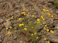 Tanacetum annuum