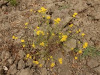 Tanacetum annuum 2, Saxifraga-Ed Stikvoort