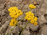 Tanacetum annuum 4, Saxifraga-Ed Stikvoort