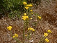 Tanacetum annuum 6, Saxifraga-Ed Stikvoort