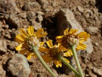 Tanacetum aureum 10, Saxifraga-Ed Stikvoort