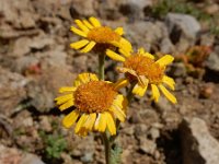 Tanacetum aureum 11, Saxifraga-Ed Stikvoort