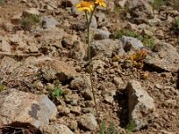 Tanacetum aureum 12, Saxifraga-Ed Stikvoort